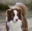 White Dog With Red Hair Cartoon