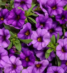 Image result for foto Million Bells