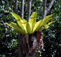 Image result for Asplenium bugoiense