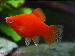 Memiliki coffee maker yang sudah rusak, kamu bisa menyulapnya menjadi sebuah aquarium kecil yang unik seperti dibawah ini. Ikan Hias Kecil Ikan Air Tawar Ikan Aquarium Air Tawar
