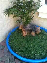 Pin By Rebecca R Eadie On Puppies Dog Potty Area Pet Friendly Backyard Patio Ideas For Dogs