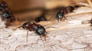 Approved pamphlet demand cs page 1 of 8 commercial demand cs insecticide group 3 3 approved pamphlet demand cs page 3 of 8 4. How To Get Rid Of Carpenter Ants In Trees A Complete Guide Pest Samurai