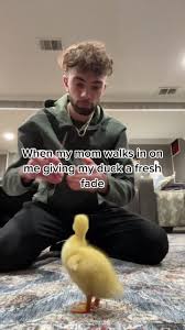 Ducklings duck cute bird animal fluffy ducks small water bird 1,279 free images of duckling / 13 ‹ ›. Duck Hashtag Videos On Tiktok