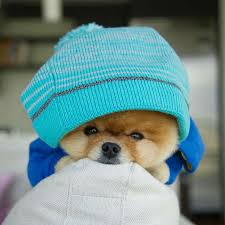 דפים שסומנו בלייק על ידי דף זה. Wer Muss So Suss Sein Baby Baby Muss Sein Suss Wer Hundebabys Susse Baby Tiere Babyhunde