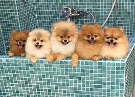 Cift Kat Tuye Sahip Kopeklerde Tiras Pomeranian Tirasi Patipedia