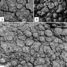 Image result for Ixora kalehensis