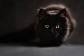 Kucing ini mempuyai ciri khas berupa matanya yang berwarna biru. Membawa Keberuntungan Ini 8 Fakta Menarik Seputar Kucing Hitam
