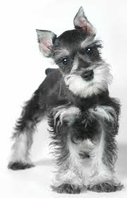 Small Dog Names Adorable Ideas For Naming Your Little Puppy