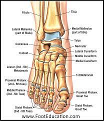 Anatomy Of The Foot And Ankle Orthopaedia