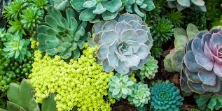 The best soil for raised vegetable garden beds. How To Care For Succulents Tips For Growing Succulents Indoors