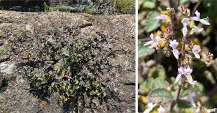 Image result for Aeollanthus suaveolens