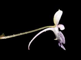 Image result for Impatiens hochstetteri