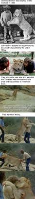 14 Stories That Prove Animals Have Souls Cute Animals Animal Stories Animals Beautiful