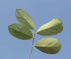 Image result for Suregada procera