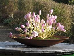 Wer nun die blätter von bärlauch mit jenen von maiglöckchen oder der herbstzeitlosen verwechselt, begibt sich in lebensgefahr. Herbstzeitlose Colchicum Hortulus Uphoff