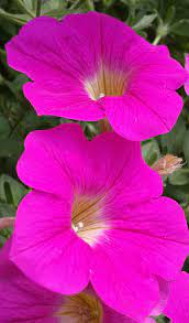 Petunia Pink Fuxia Petunias Beautiful Flowers Flowers