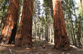 See full list on worldatlas.com 10 Of The Tallest Trees In The World