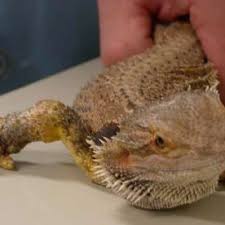 It is colloquially known among hobbyists as the yellow skin disease. Ventrum Of The Case 2 Bearded Dragon With Chronic Fungal Dermatitis Download Scientific Diagram