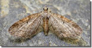 Image result for Eupithecia tenuiata