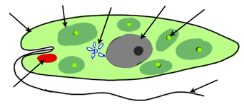 Lab 3 Euglena 7b Science Labs