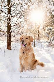 Check spelling or type a new query. Ontario Winter Pet Photography With Golden Retriever Dog In The Snow C Happytailspetphotography Ca Dogs Golden Retriever Dog Photography Golden Retriever