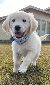 Looking for a golden retriever puppy for sale? White Golden Retrievers From Europe Home Facebook