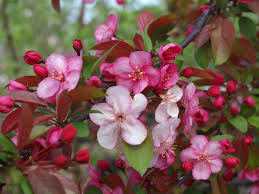 Product description an upright, spreading ornamental tree. Flowering Crabapple Trees Knecht S Nurseries Landscaping