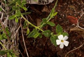 Image result for Jamesbrittenia fodina × huillana