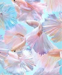 Beautiful Reposty Lisamcconniffe Via Reposty App Delicate By Erinsummer Fishlover In 2020 Colorful Art Fish Tank Decorations Pastel Aesthetic