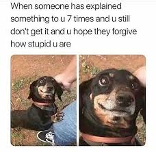 Memebase Dachshunds All Your Memes In Our Base Funny Memes Cheezburger