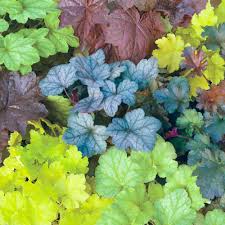 Check spelling or type a new query. Reviews For Spring Hill Nurseries Mixed Colored Coral Bells Heuchera Live Bareroot Perennial Plants 3 Pack 63006 The Home Depot