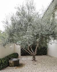 Small dark brown with clear wings containing dark veins and small dark spot at the wing tip. Gardening 101 Olive Tree Gardenista