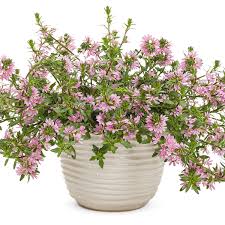 Image result for Scaevola