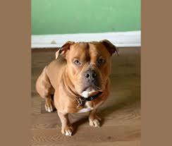It is distinguished from other bulldog mixes by its full pump some olde english bulldogges are cautious with strangers, but most are friendly to everyone. Embark Dog Dna Test Breed