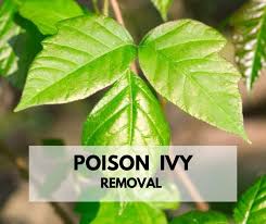 Poison Ivy Removal 10 Best Ways To Get Rid Of Poison Ivy Plants In 2020 Poison Ivy Plants Poison Ivy Removal Ivy Plants
