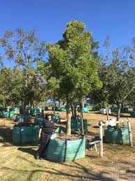 Image result for Apodytes dimidiata