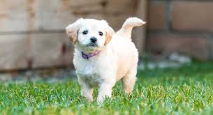 They like to play and also like to lounge. Mini Labradoodle The Miniature Or Toy Poodle Labrador Retriever Mix
