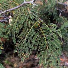 Image result for Cryptocarya transvaalensis
