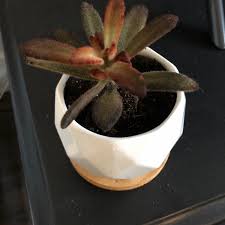 Check spelling or type a new query. Kalanchoe Tomentosa Cinnamon Kalanchoe Tomentosa Cinnamon Uploaded By Tony1980