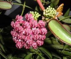Like many others in its genus, it has a vining growth habit. Still Confused Over Kentiana Wayetii