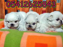 bursa kopek ciftligi pekinez kopek