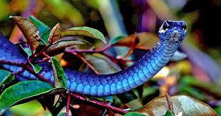 Beautiful Blue Snake In Rainforest Near Yungaburra Qld Rainforest Animals Rainforest Rainforest Creatures