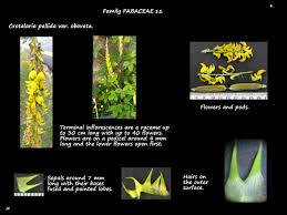 Image result for Crotalaria parvula