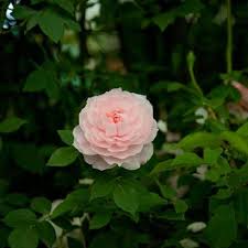 Rose (Rosa 'Dunham Massey') in the Roses Database