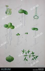 Image result for Lemna