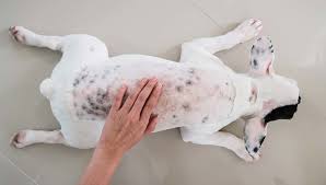 But do vaccines cause other types of cancers in dogs? 9 Common Dog Skin Problems With Pictures Prevention And Treatment