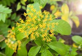 Image result for Tarenna leonardii