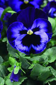 January And February Flowers And Flowering Plants Pansy Flowers Http Whatwomenloves Blogspot Com 2014 12 January And Pansies Blue Flowers Planting Flowers
