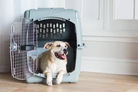 Free delivery on orders above rm75! Pet Express Sri Lanka Pet Transport Shipping Pet Travel Experts