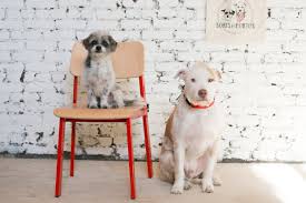 Sorry Everyone That Dog Cafe Is Kind Of Fake News Eater Ny